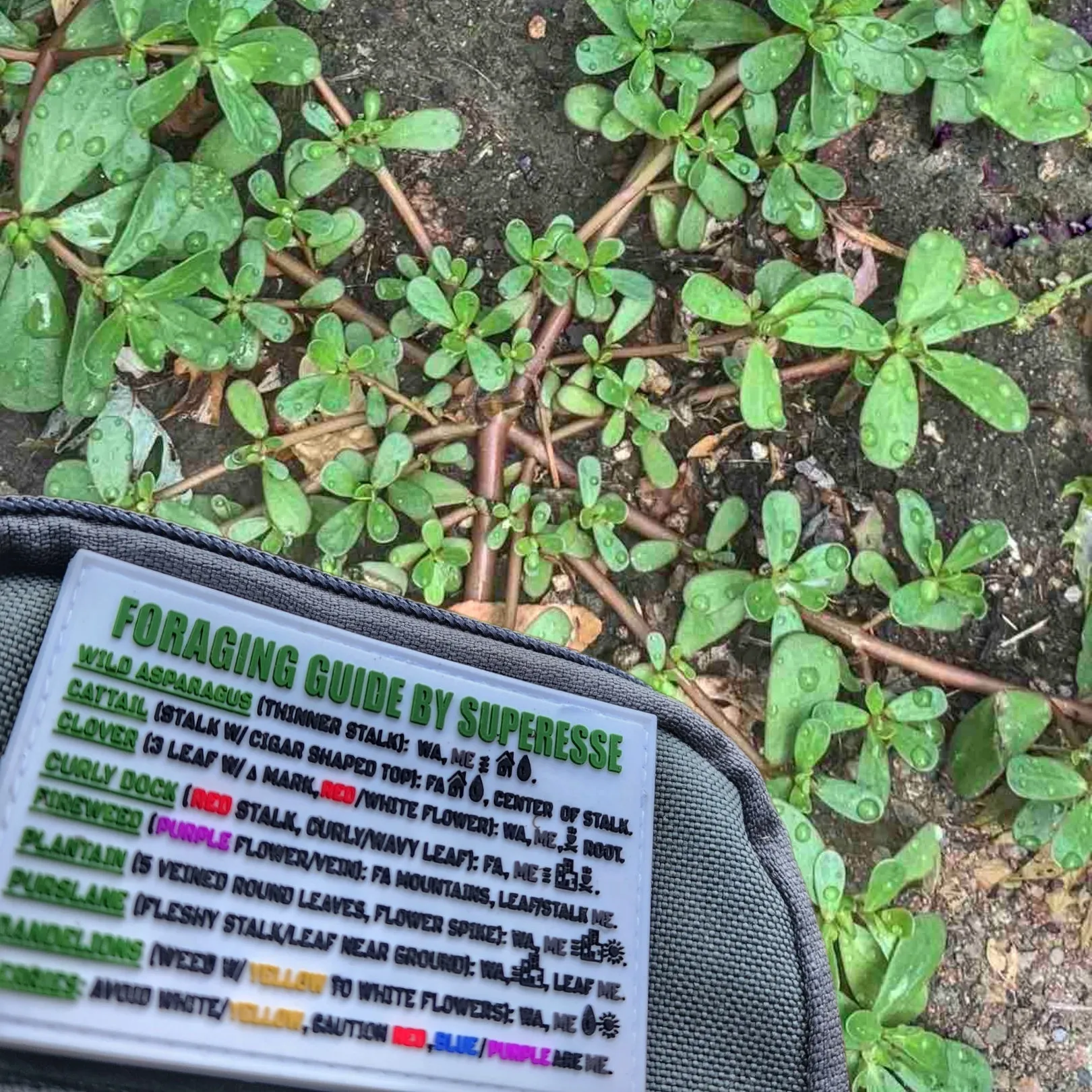 Storage Pocket Patch:  Foraging Guide, a Plants and Edibles Quick Identification Reference